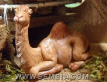 Dromedario seduto per presepe cm. 12 